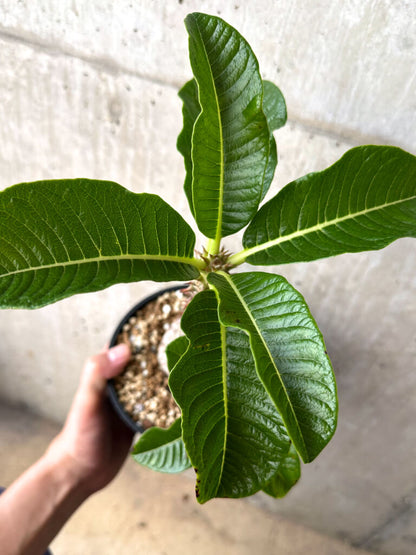【現品限り】パキポディウム・ウィンゾリー 実生 大株【AA35】 Pachypodium windsorii