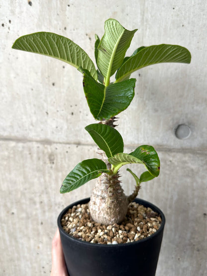 【現品限り】パキポディウム・ウィンゾリー 実生 大株【AA35】 Pachypodium windsorii