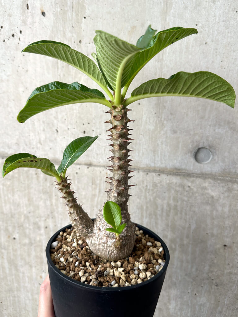 【現品限り】パキポディウム・ウィンゾリー 実生 大株【AA35】 Pachypodium windsorii