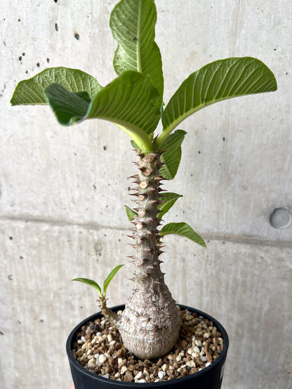 【現品限り】パキポディウム・ウィンゾリー 実生 大株【AA35】 Pachypodium windsorii