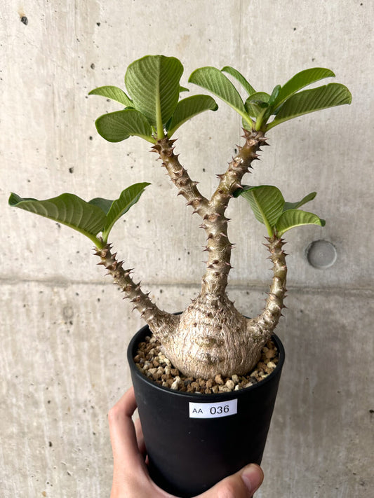【現品限り】パキポディウム・ウィンゾリー 実生 大株コレクション【AA36】 Pachypodium windsorii