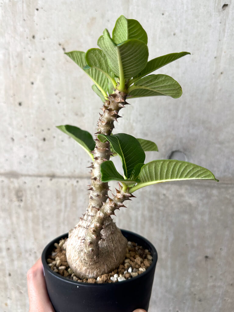【現品限り】パキポディウム・ウィンゾリー 実生 大株コレクション【AA36】 Pachypodium windsorii