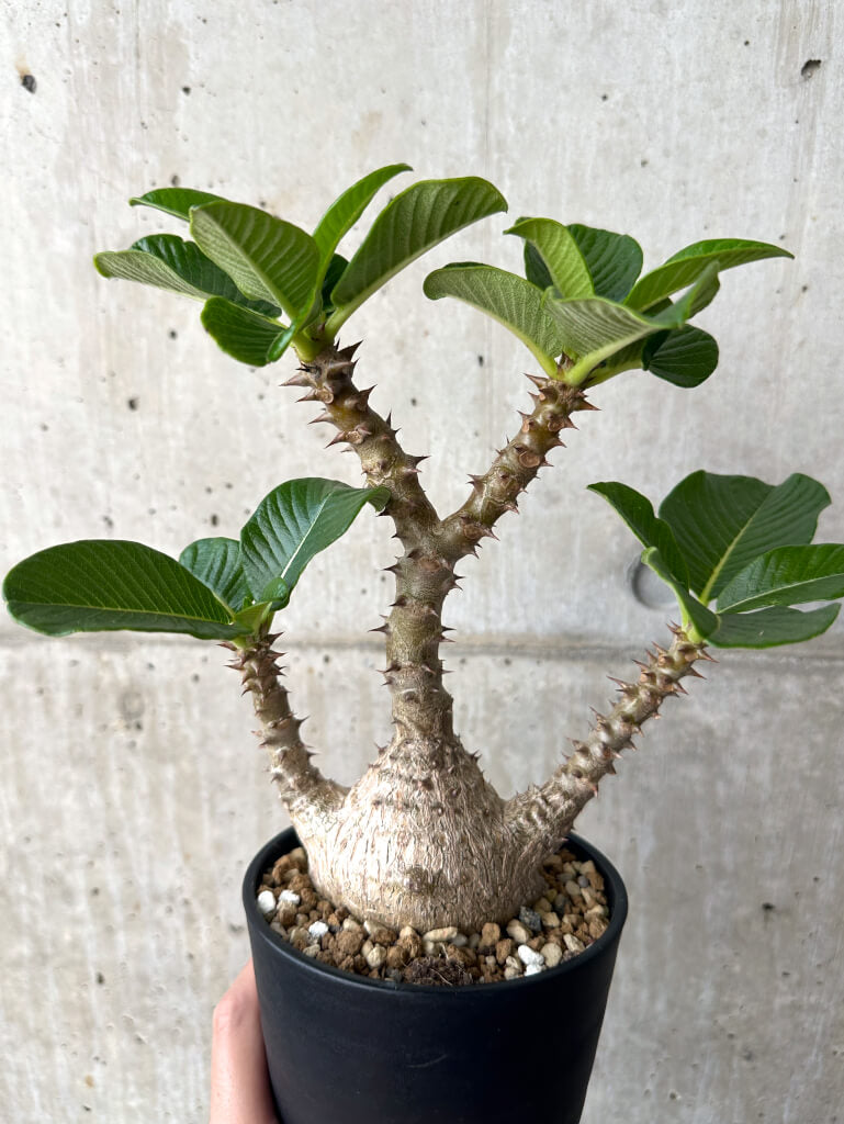 【現品限り】パキポディウム・ウィンゾリー 実生 大株コレクション【AA36】 Pachypodium windsorii