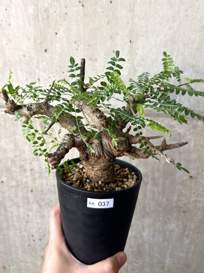 【現品限り】ボスウェリア・ネグレクタ 現地株 発根済み 2ヶ月管理【AA37】 Boswellia neglecta