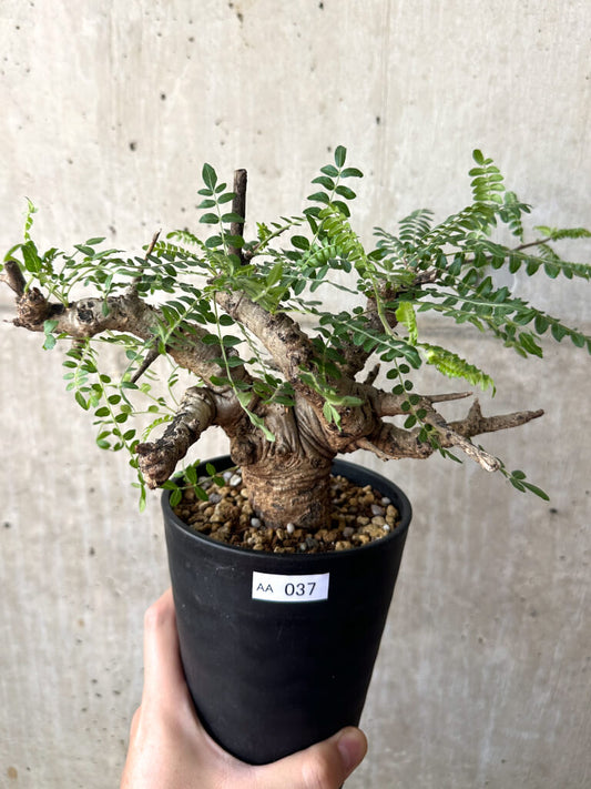 【現品限り】ボスウェリア・ネグレクタ 現地株 発根済み 2ヶ月管理【AA37】 Boswellia neglecta