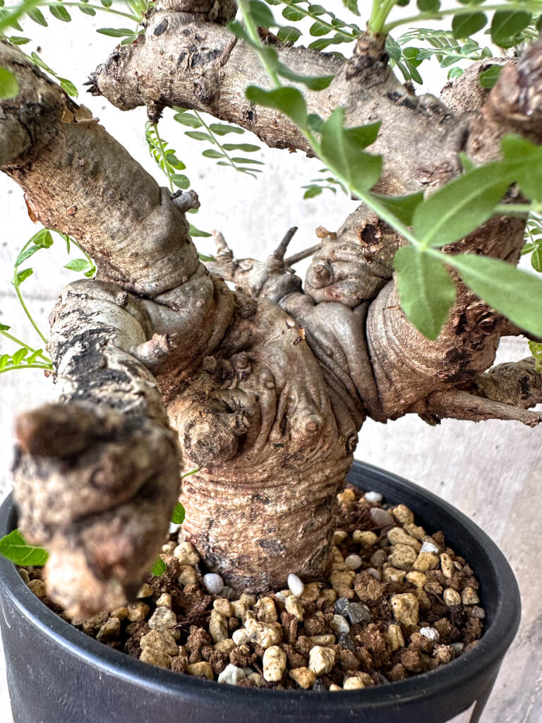 【現品限り】ボスウェリア・ネグレクタ 現地株 発根済み 2ヶ月管理【AA37】 Boswellia neglecta