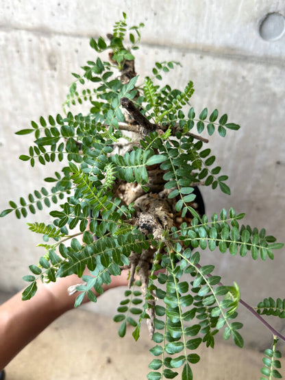 【現品限り】ボスウェリア・ネグレクタ 現地株 発根済み 2ヶ月管理【AA37】 Boswellia neglecta