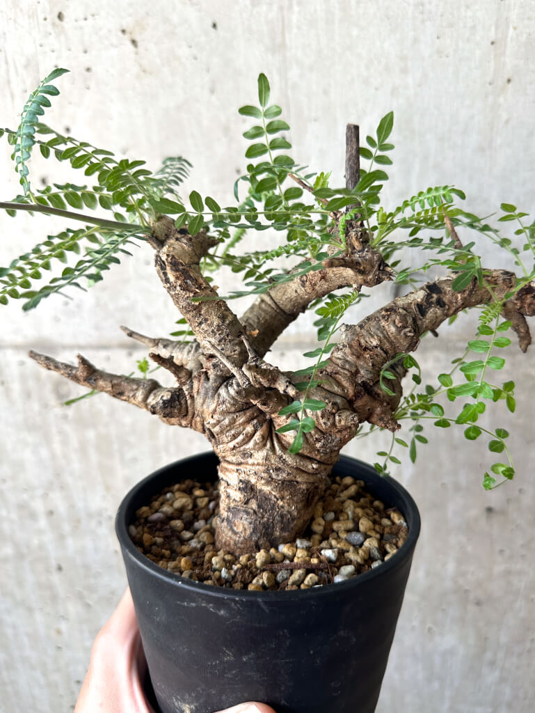 【現品限り】ボスウェリア・ネグレクタ 現地株 発根済み 2ヶ月管理【AA37】 Boswellia neglecta