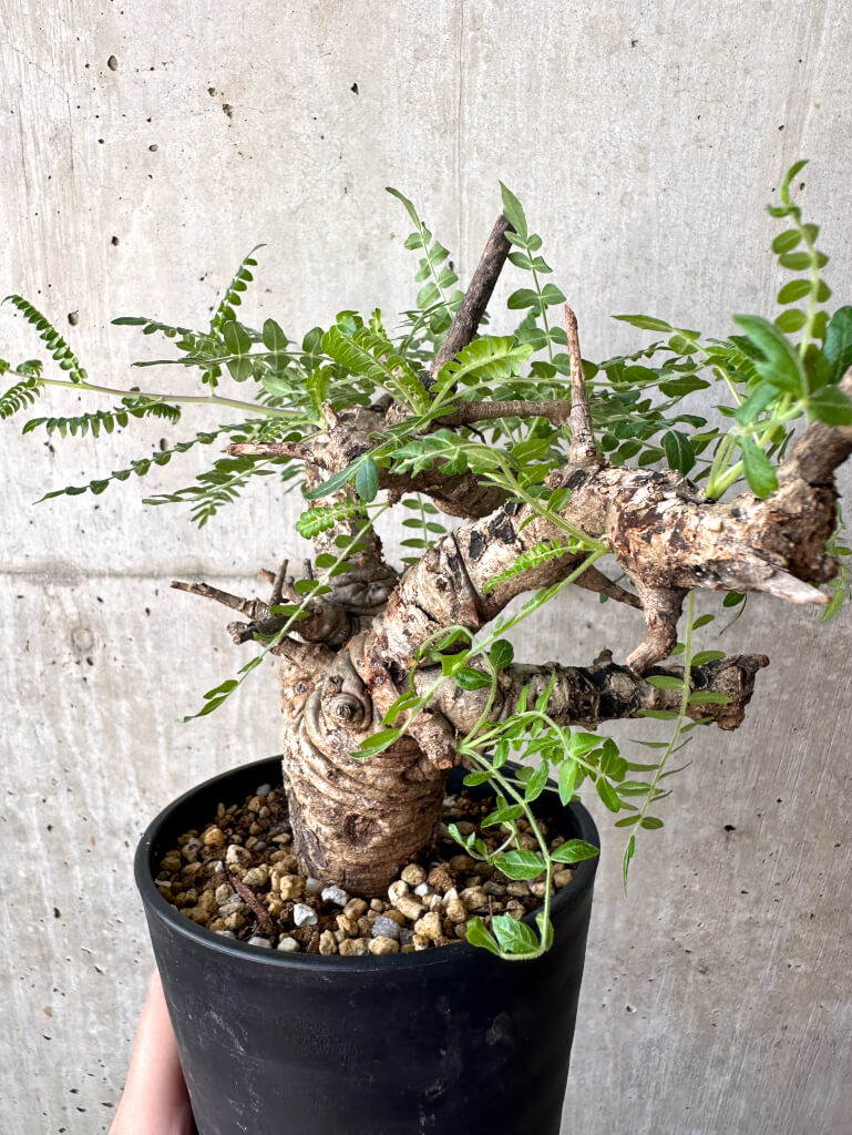 【現品限り】ボスウェリア・ネグレクタ 現地株 発根済み 2ヶ月管理【AA37】 Boswellia neglecta