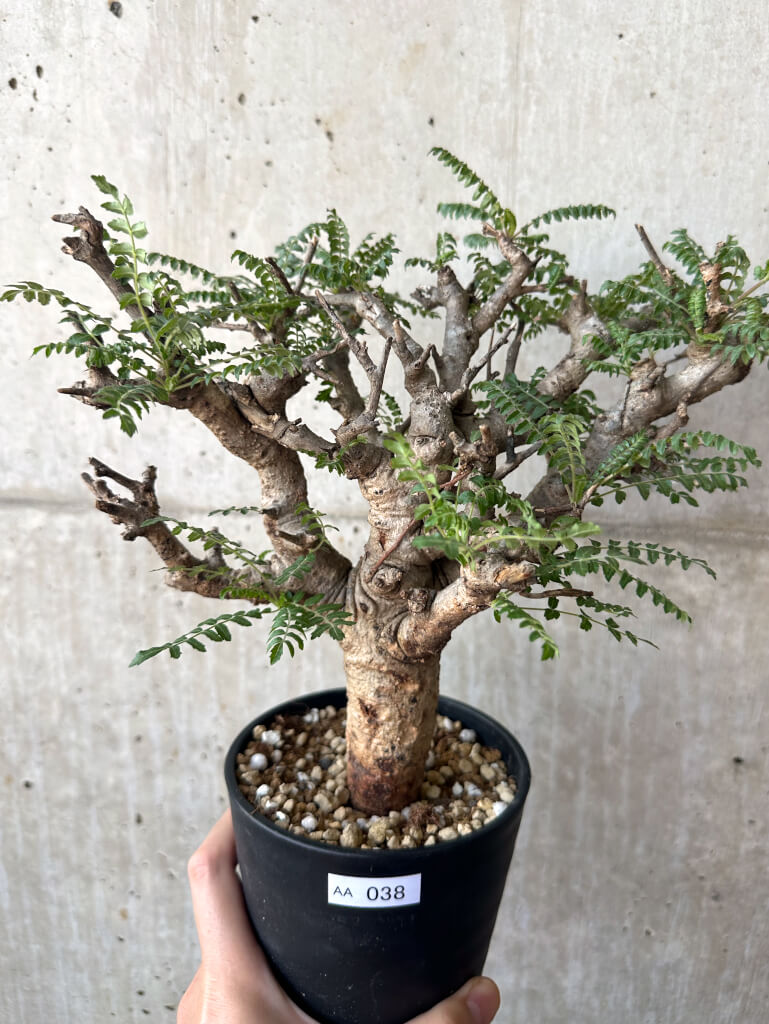 【現品限り】ボスウェリア・ネグレクタ 現地株 発根済み 2ヶ月管理【AA38】 Boswellia neglecta