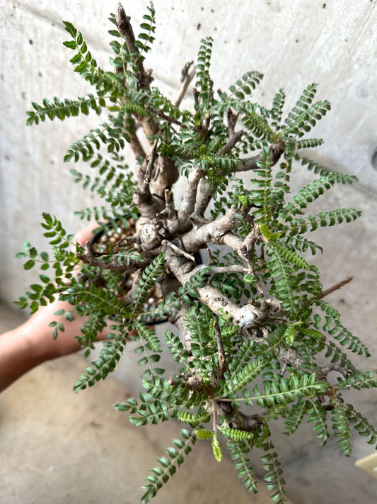 【現品限り】ボスウェリア・ネグレクタ 現地株 発根済み 2ヶ月管理【AA38】 Boswellia neglecta