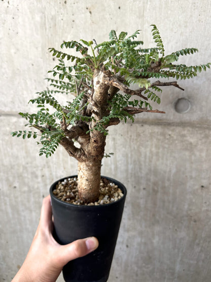 【現品限り】ボスウェリア・ネグレクタ 現地株 発根済み 2ヶ月管理【AA38】 Boswellia neglecta