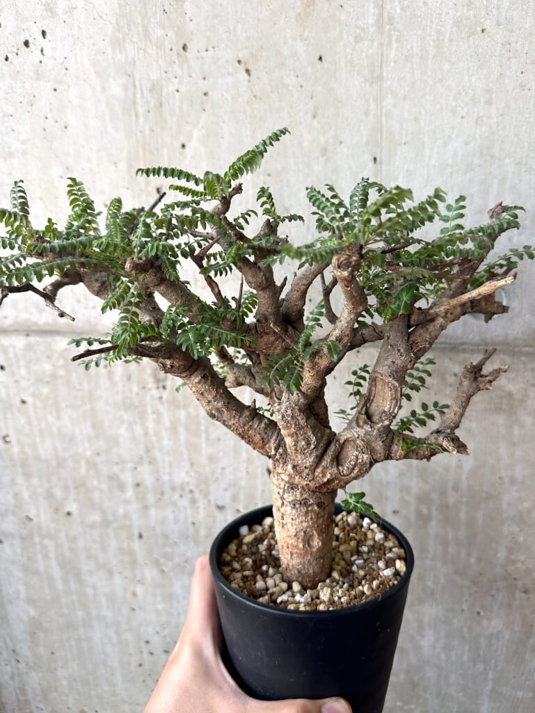 【現品限り】ボスウェリア・ネグレクタ 現地株 発根済み 2ヶ月管理【AA38】 Boswellia neglecta