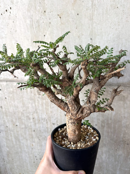 【現品限り】ボスウェリア・ネグレクタ 現地株 発根済み 2ヶ月管理【AA38】 Boswellia neglecta