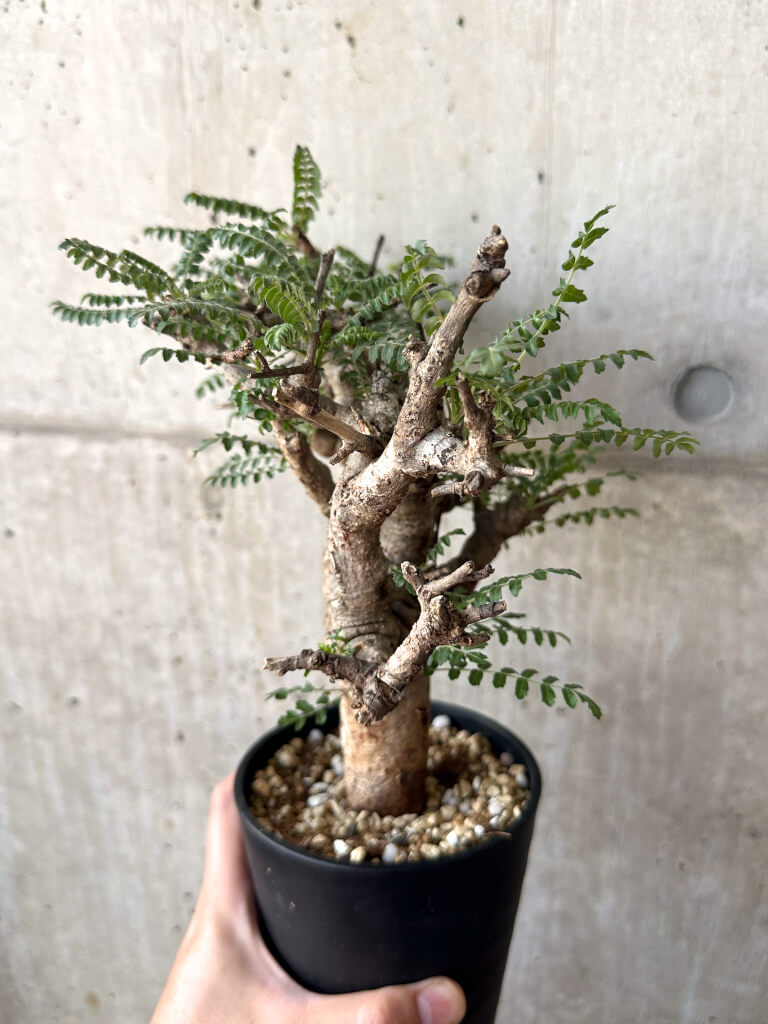 【現品限り】ボスウェリア・ネグレクタ 現地株 発根済み 2ヶ月管理【AA38】 Boswellia neglecta