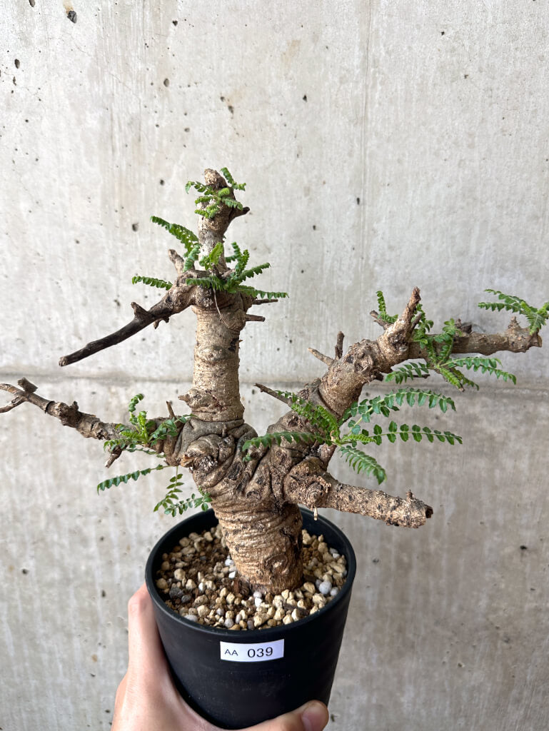 【現品限り】ボスウェリア・ネグレクタ 現地株 発根済み 2ヶ月管理【AA39】 Boswellia neglecta