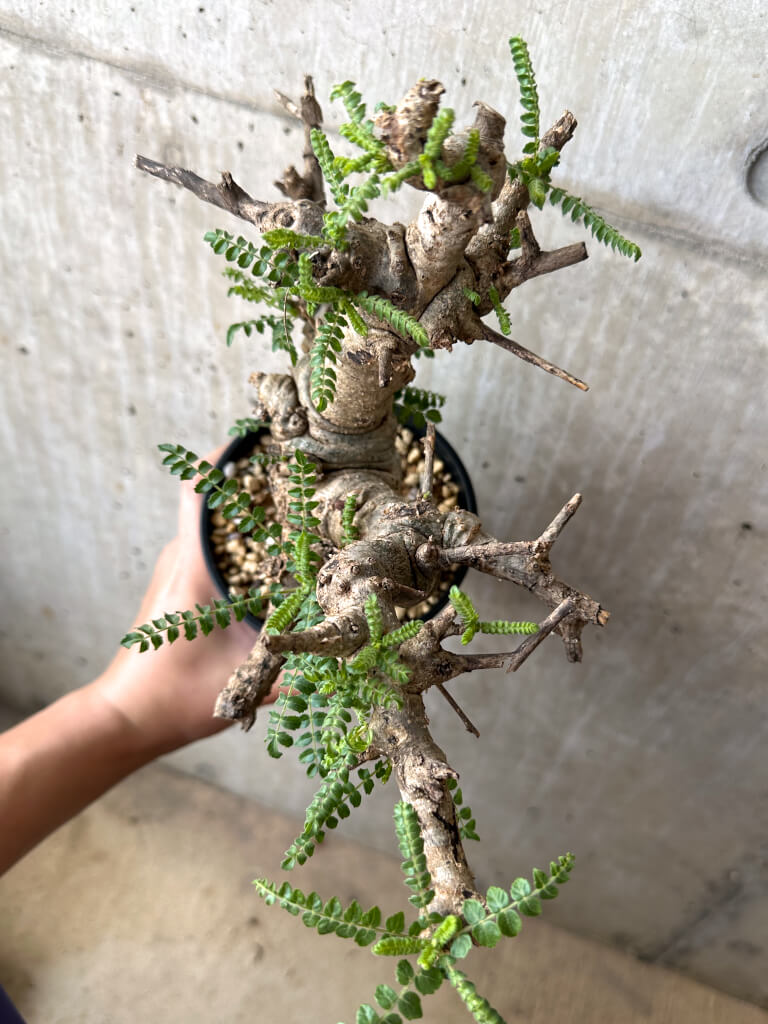 【現品限り】ボスウェリア・ネグレクタ 現地株 発根済み 2ヶ月管理【AA39】 Boswellia neglecta