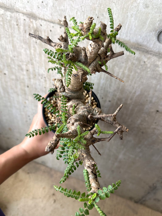 【現品限り】ボスウェリア・ネグレクタ 現地株 発根済み 2ヶ月管理【AA39】 Boswellia neglecta