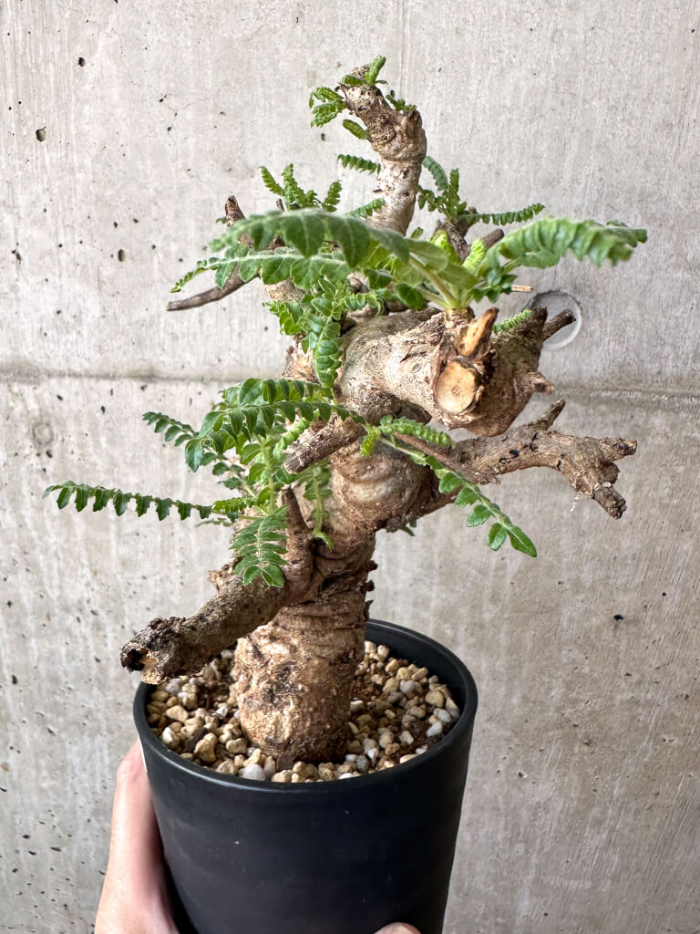 【現品限り】ボスウェリア・ネグレクタ 現地株 発根済み 2ヶ月管理【AA39】 Boswellia neglecta