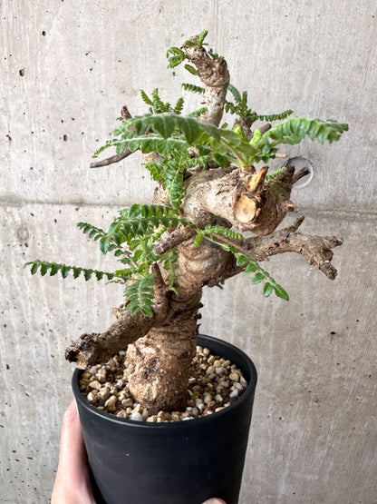 【現品限り】ボスウェリア・ネグレクタ 現地株 発根済み 2ヶ月管理【AA39】 Boswellia neglecta