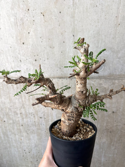 【現品限り】ボスウェリア・ネグレクタ 現地株 発根済み 2ヶ月管理【AA39】 Boswellia neglecta