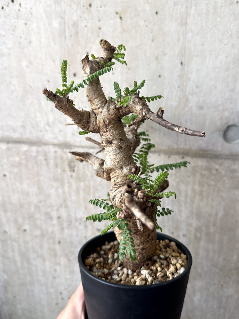 【現品限り】ボスウェリア・ネグレクタ 現地株 発根済み 2ヶ月管理【AA39】 Boswellia neglecta