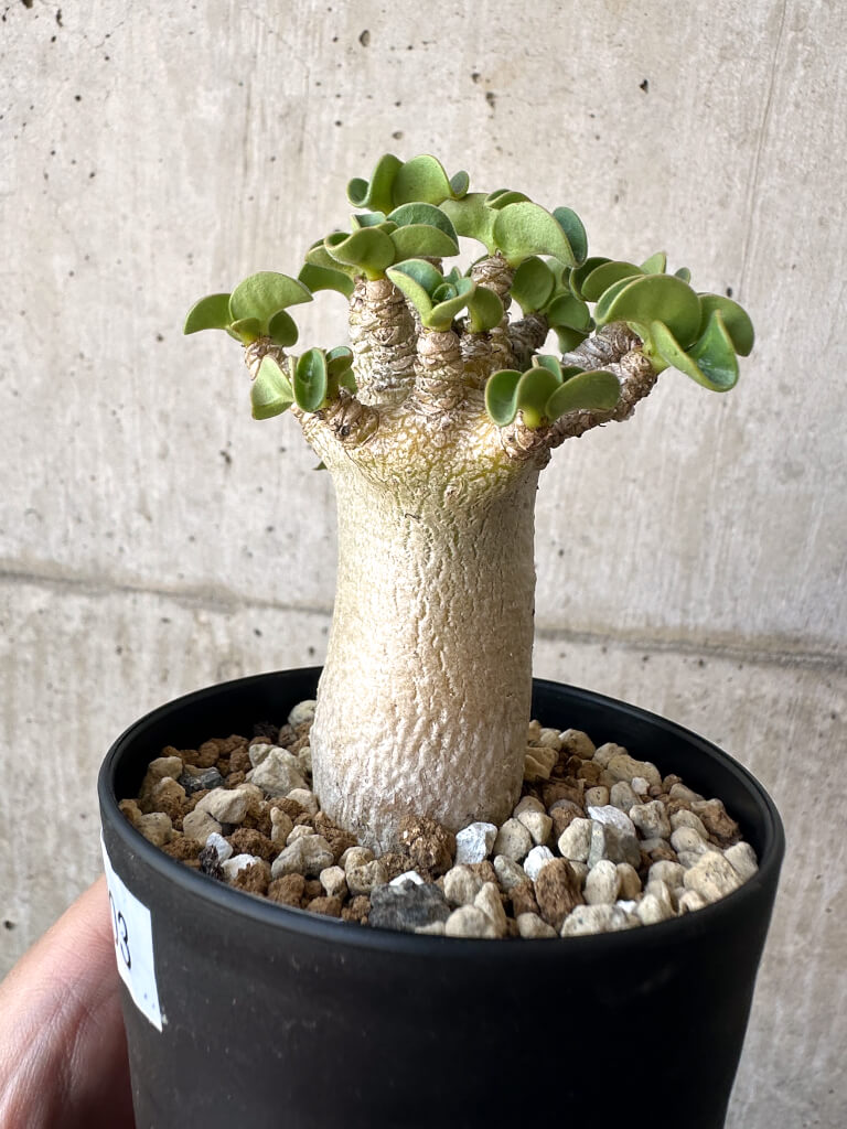 観葉植物 【獅子葉/アデニウム】ドーセットホーン アデニウム 鉢植えA-41