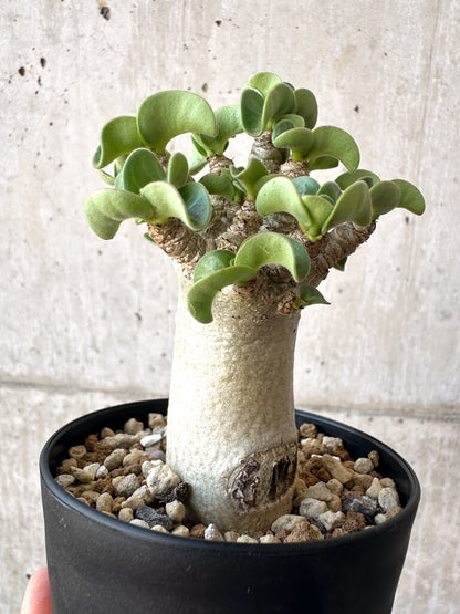 【現品限り】アデニウム・DHA 葉巻【AA3】 Adenium DHA