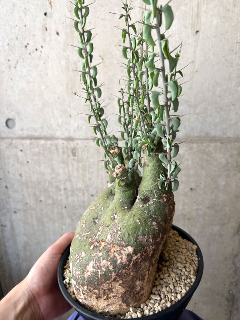 アデニア　スピノーサ　約15cm 発根済み　現地球 現品限り】アデニア・スピノーサ 現地株 発根済み 1ヶ月管理【AA40