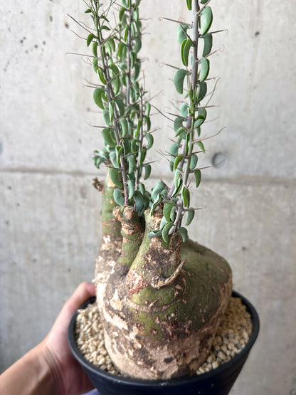 【現品限り】アデニア・スピノーサ 現地株 発根済み 1ヶ月管理【AA40】 Adenia spinosa
