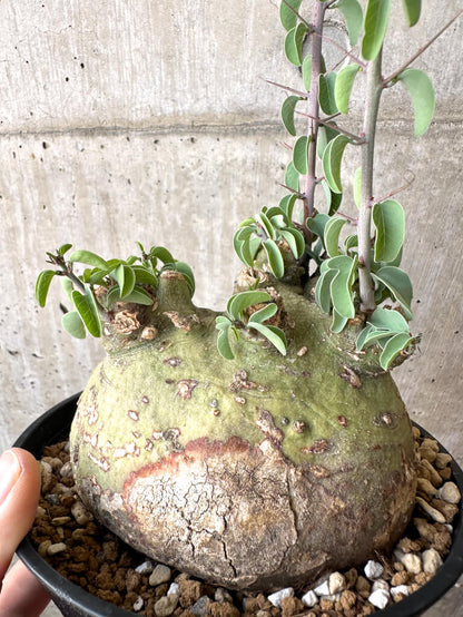 【現品限り】アデニア・スピノーサ 現地株 発根済み 1ヶ月管理【AA41】 Adenia spinosa