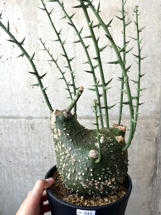 【現品限り】アデニア・グロボーサ 現地株 発根済み 1ヶ月管理【AA43】 Adenia globosa