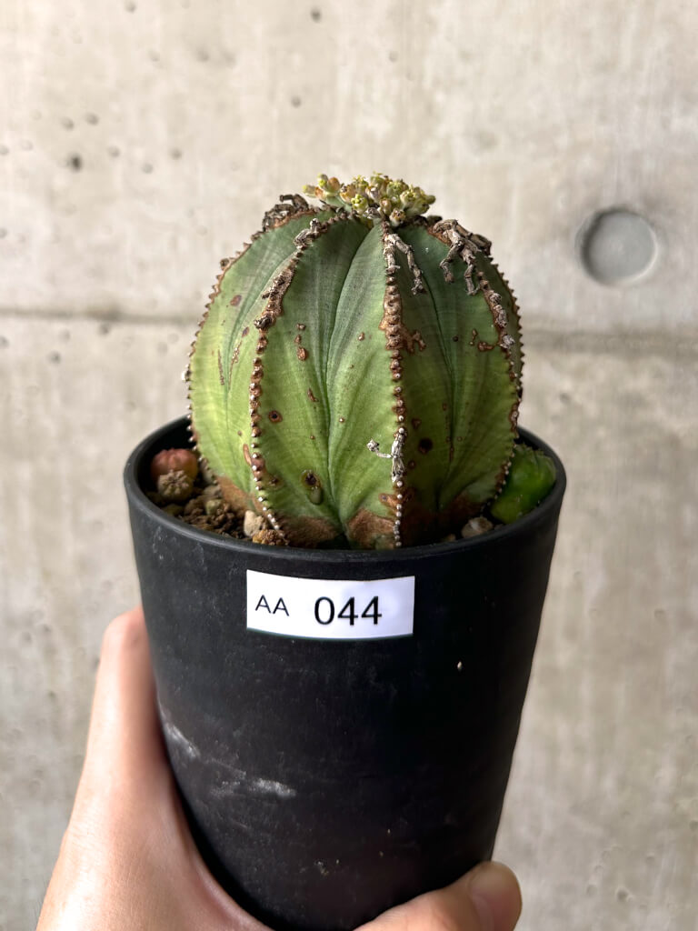 【現品限り】ユーフォルビア・オベサ 子ども付き【AA44】 Euphorbia obesa