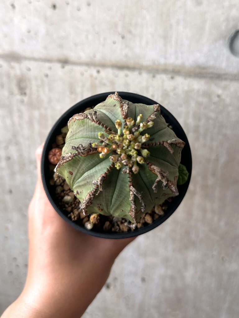 【現品限り】ユーフォルビア・オベサ 子ども付き【AA44】 Euphorbia obesa