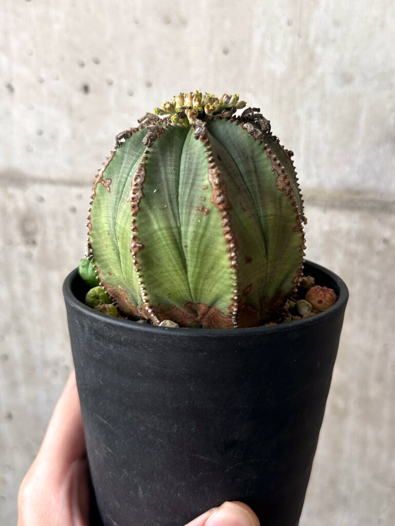 【現品限り】ユーフォルビア・オベサ 子ども付き【AA44】 Euphorbia obesa