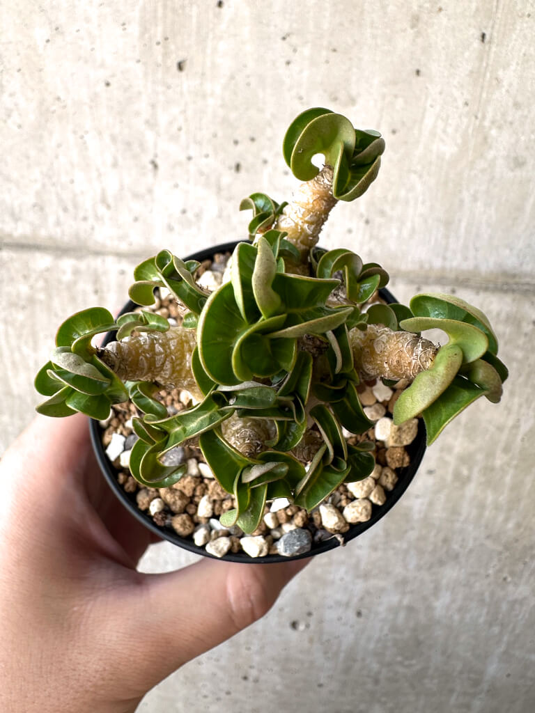 【現品限り】アデニウム・DHA 葉巻【AA4】 Adenium DHA