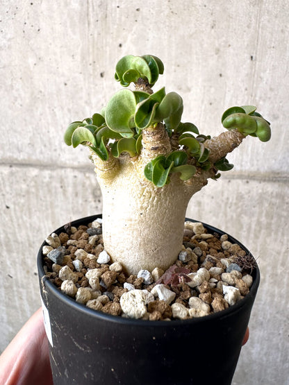 【現品限り】アデニウム・DHA 葉巻【AA4】 Adenium DHA
