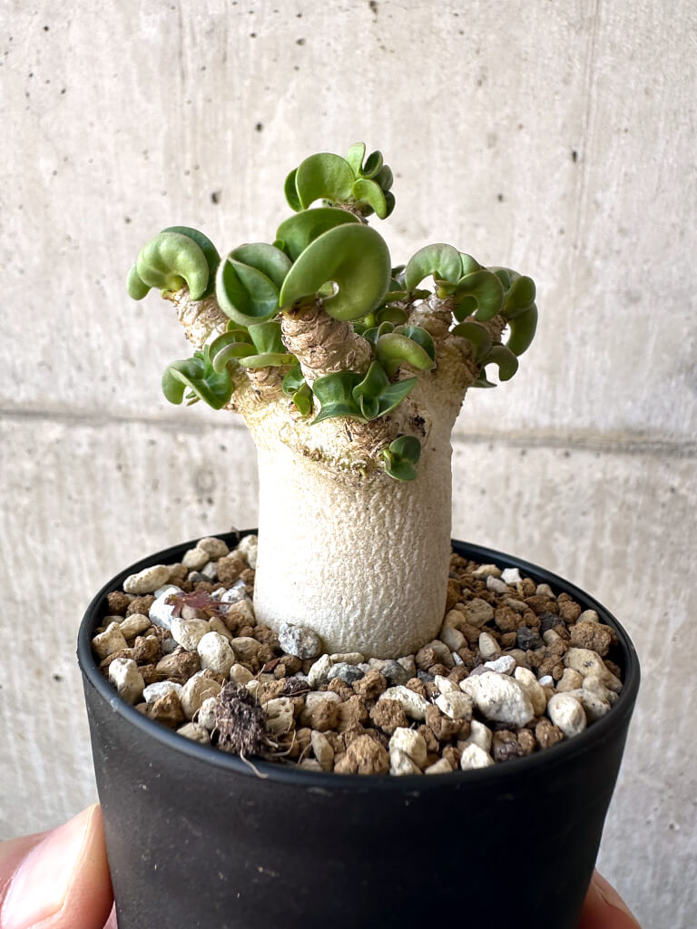【現品限り】アデニウム・DHA 葉巻【AA4】 Adenium DHA