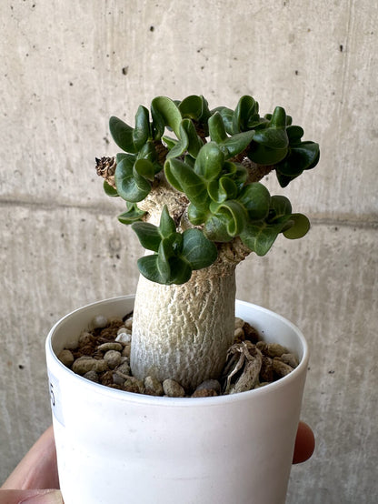 【現品限り】アデニウム・DHA 葉巻【AA5】 Adenium DHA