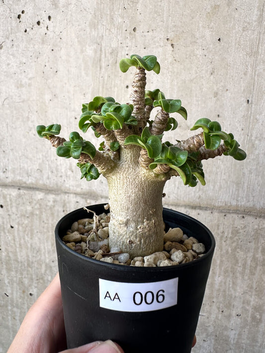 【現品限り】アデニウム・DHA 葉巻【AA6】 Adenium DHA