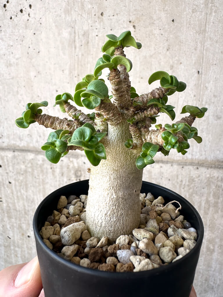 【現品限り】アデニウム・DHA 葉巻【AA6】 Adenium DHA
