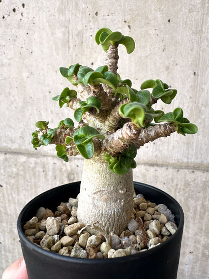 【現品限り】アデニウム・DHA 葉巻【AA6】 Adenium DHA
