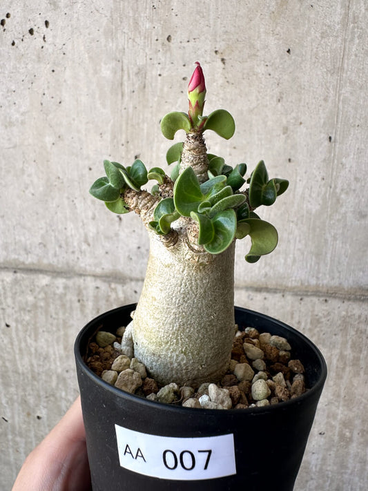 【現品限り】アデニウム・DHA 葉巻【AA7】 Adenium DHA