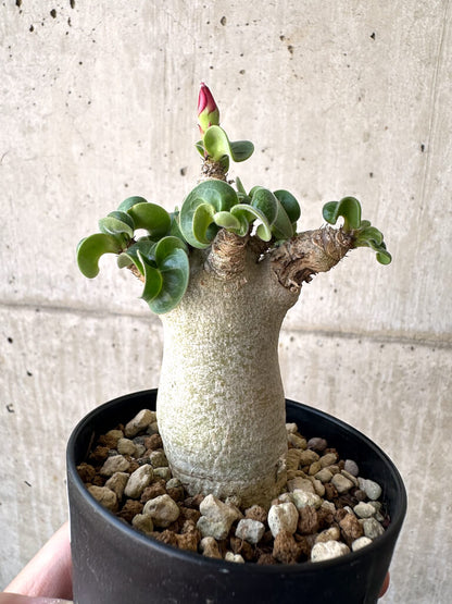 【現品限り】アデニウム・DHA 葉巻【AA7】 Adenium DHA