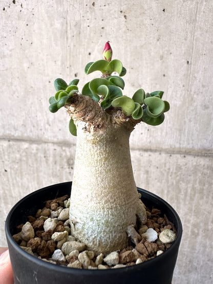 【現品限り】アデニウム・DHA 葉巻【AA7】 Adenium DHA