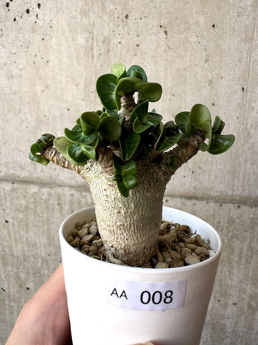 【現品限り】アデニウム・DHA 葉巻【AA8】 Adenium DHA