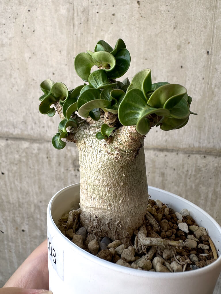 【現品限り】アデニウム・DHA 葉巻【AA8】 Adenium DHA