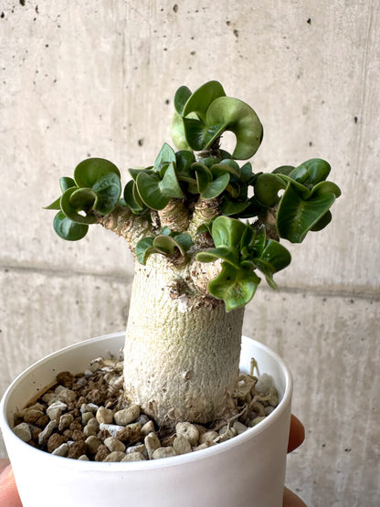 【現品限り】アデニウム・DHA 葉巻【AA8】 Adenium DHA