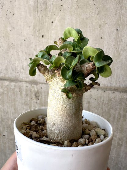 【現品限り】アデニウム・DHA 葉巻【AA9】 Adenium DHA