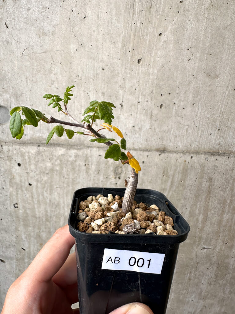【現品限り】コミフォラ・モンストローサ【AB1】 Commiphora monstruosa
